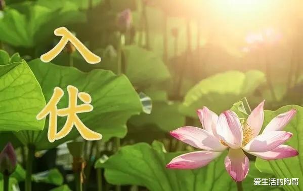 美食教程|明日入伏，记得吃“入伏4宝”，老传统别忘记，平安过伏天