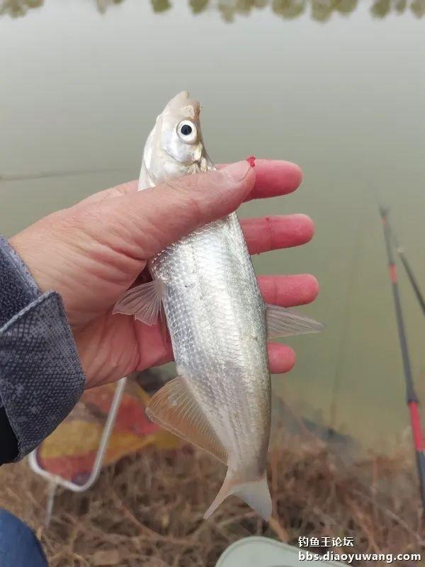 |初五第一钓,青稍连杆上