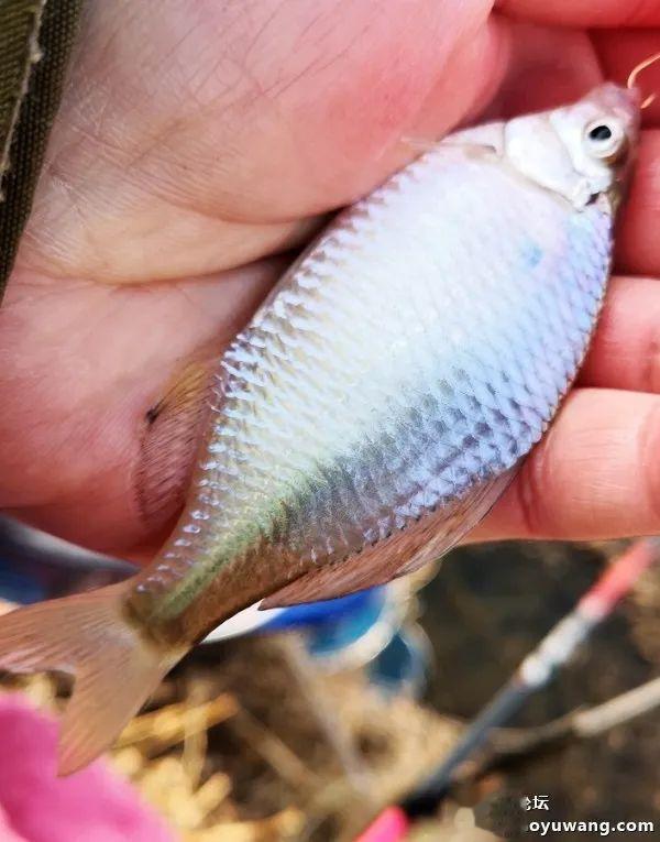 大板|野河最靓的板鲫