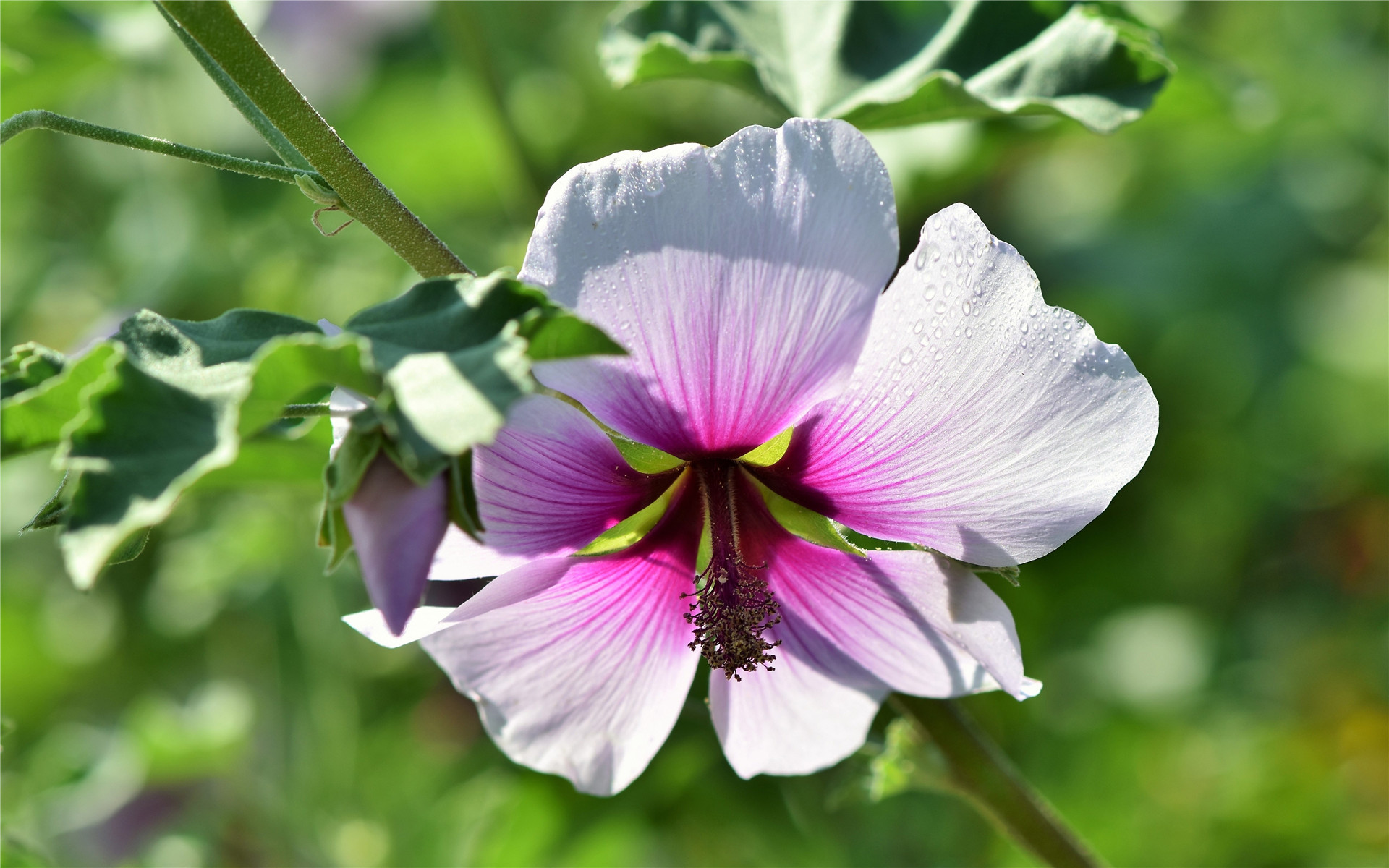八月，好运一触即发，4大生肖喜事天降，财运回归，越过越富裕