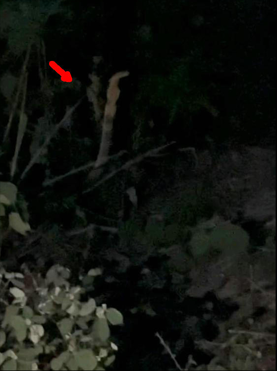 甩都甩不掉！浙江男子钓鱼钓到长蛇，无奈用船桨猛砸