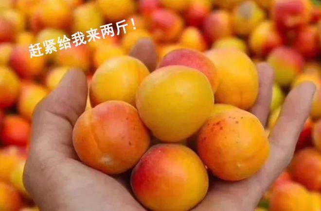 听说杏也可以做文玩