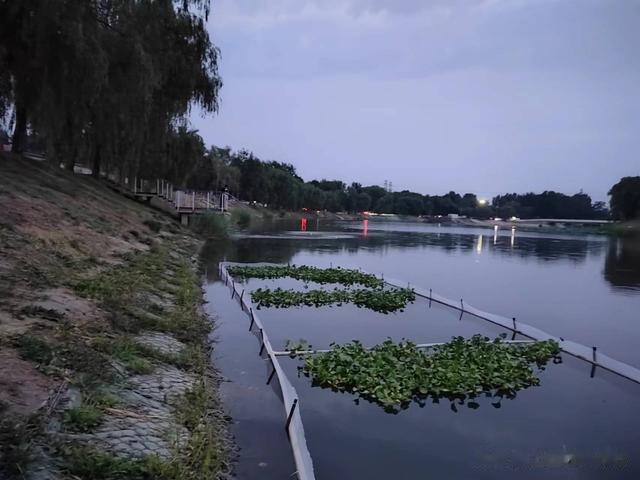 钓鱼日记——2023年7月10日(亿城大学对岸夜钓)