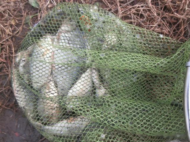 空军|打窝空军的多,抽窝空军的少。这个结论让你惊讶吗?