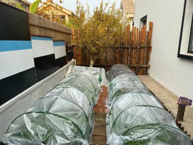 |黄雅莉过气后的生活现状,撕下了当下社会“内卷”的遮羞布