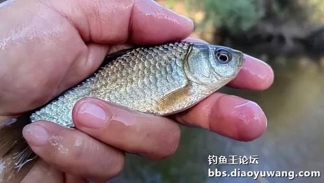 饵料|钓鱼王新款饵料“红虫”搭配今晚吃鱼，爽钓小鲫鱼