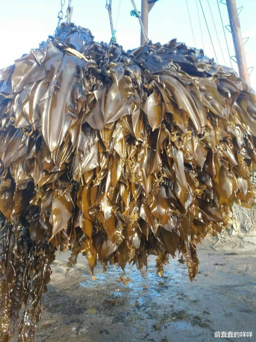 它被视为“海洋的蔬菜”,一补碘,二减肥,三防辐射,营养又滋补