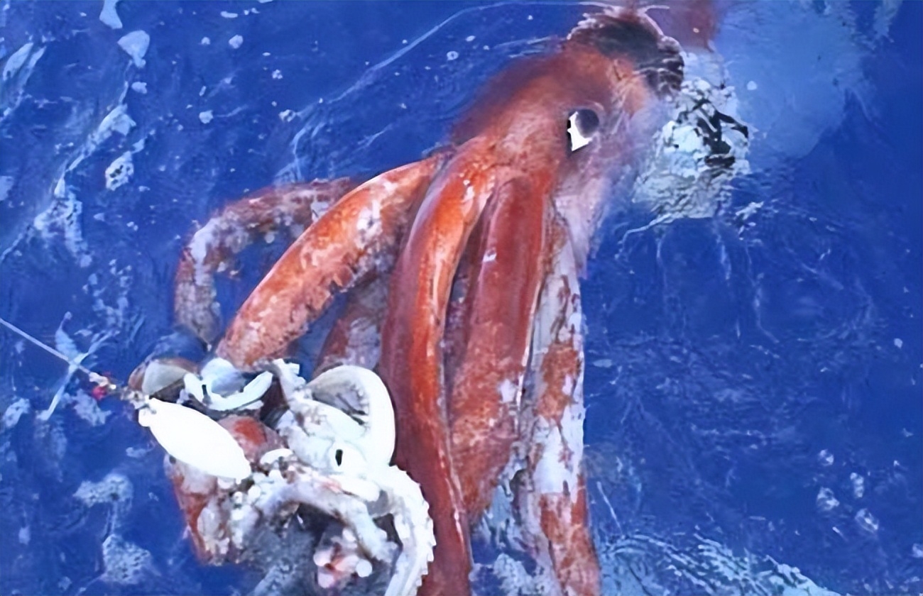 大王乌贼|为什么人们不吃大王乌贼？揭秘其中的真相