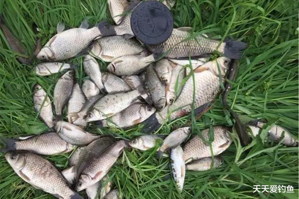 盛夏野钓鲫鱼，3种民间奇效钓法，天热也能钓大鲫