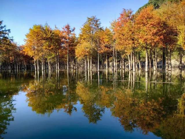 |寻找皖南川藏线最美秋色之2023第二波落羽红杉林红叶指数发布