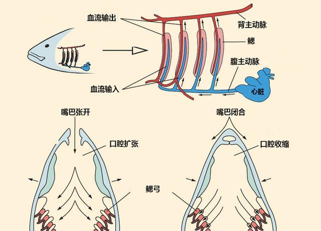 刚挖的水池时间久了,为何就会长出鱼?或与生命起源有直接关系