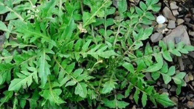 荠菜|入冬前，遇到路边这种野菜别手软，多挖些囤起来，分享5种做法