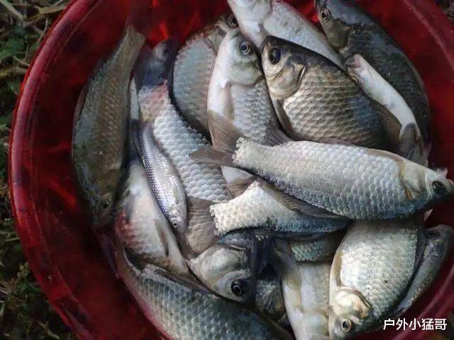 饵料|夜钓之趣：饵料的秘密