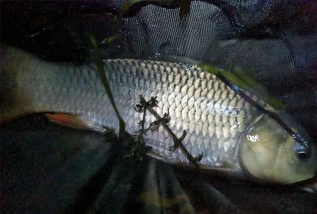 夏季夜钓,选大水库还是小水库?