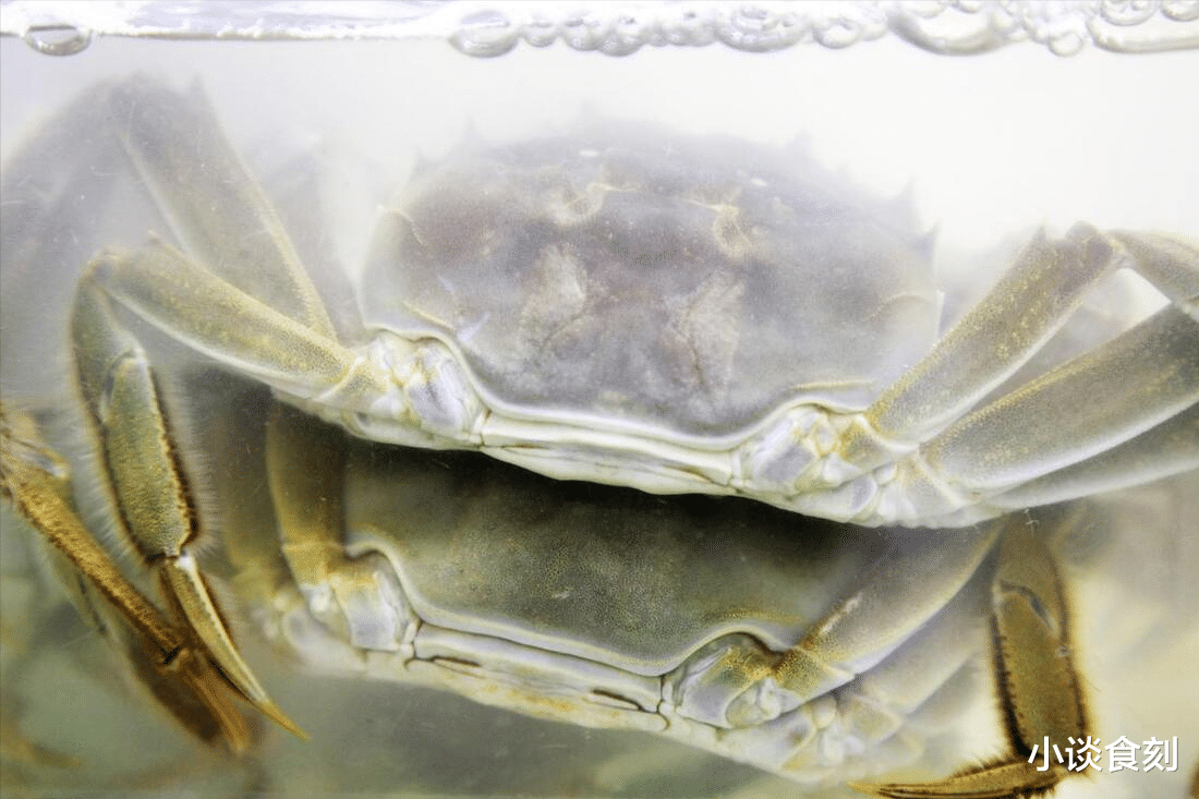 螃蟹|蒸螃蟹时,切忌不要直接蒸,做好这“3步”,螃蟹不发苦不掉腿