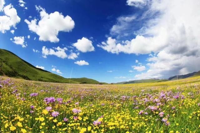 草原|万亩花海进入观赏期，被游客称为“最美的草原花海”，就在四川