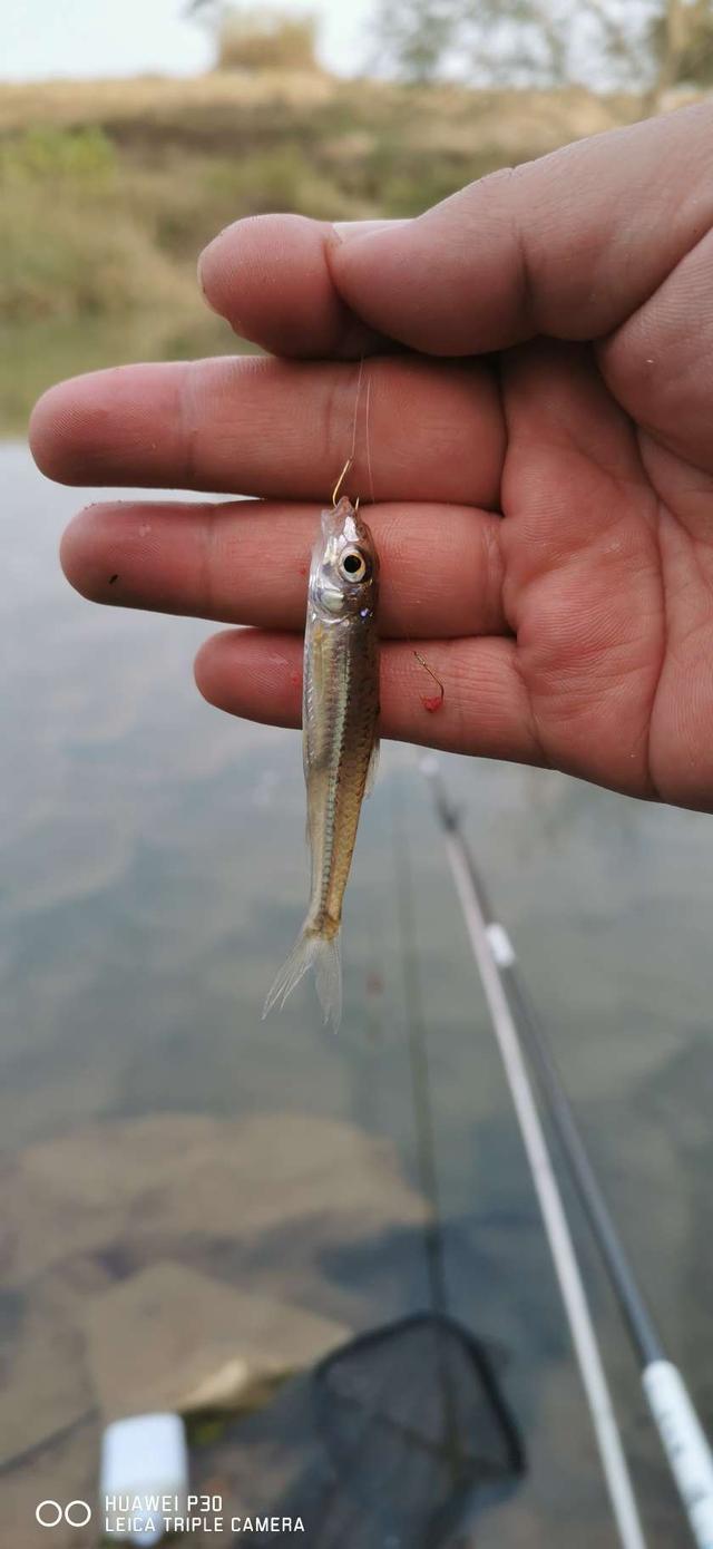 饵料|当隔夜窝遇上通杀腥,喜迎冬日小爆护