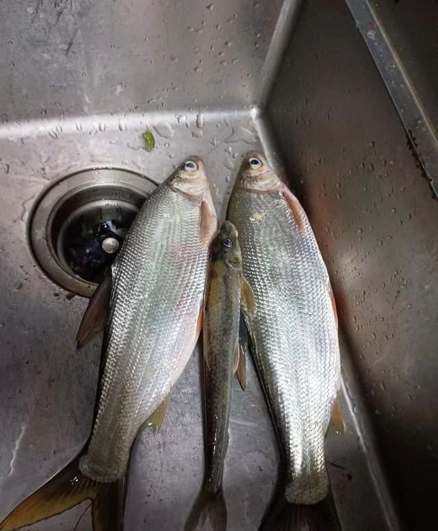 饵料|早春野钓黄尾全攻略,拉力很过瘾,线组有讲究