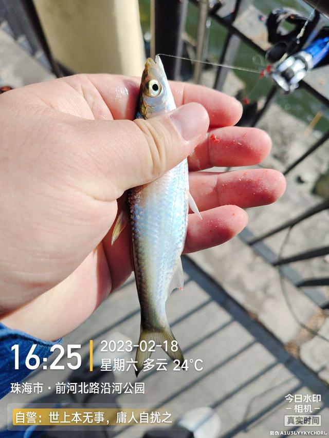 鳊鱼|今天是个好日子,用小钩鱼儿多多上,换大钩连竿大麦鲮