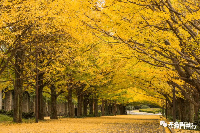 茨城县|红叶季！东京近郊赏景好去处8选