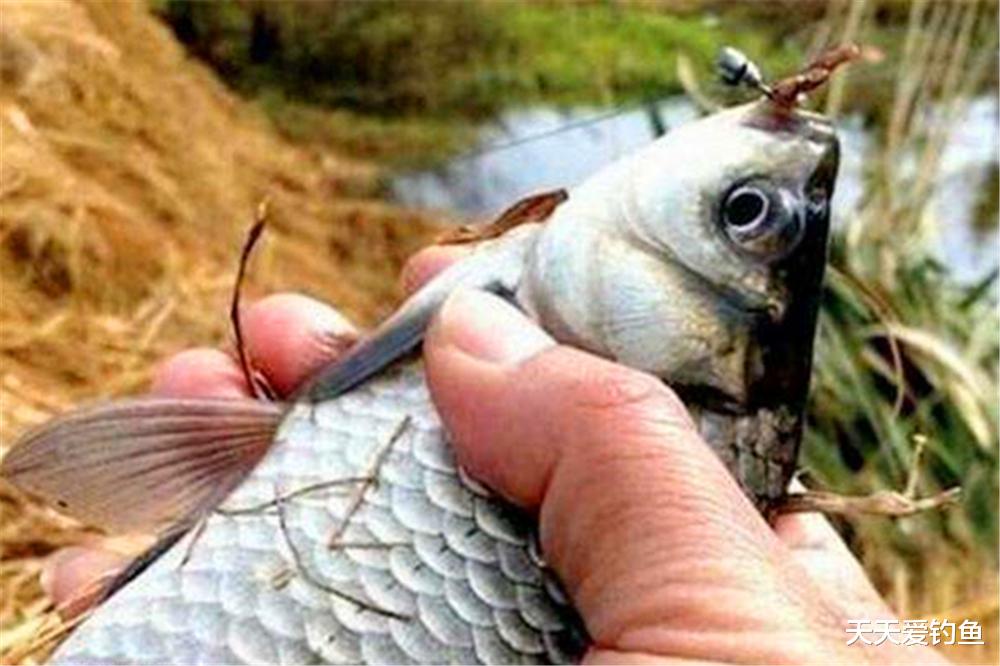 鲫鱼|仲春野钓,最好用这种传统钓法,轻松钓获大鲫鱼