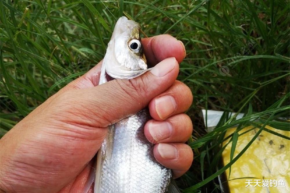 黑鱼|夏季钓鱼天热是难点，能做到这3点，照样能有好渔获