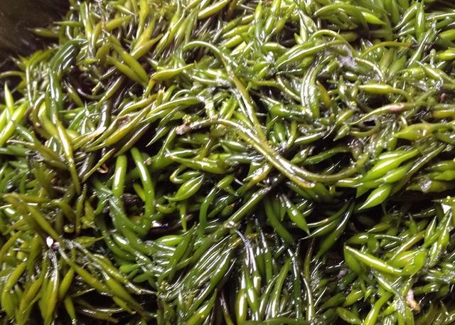 红薯|我国瞧不上的“野菜”,却被日本大量进口,还称其为“长寿菜”?