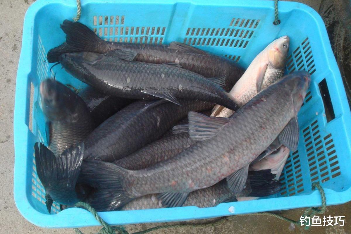 |初春如何钓青鱼？初春钓青鱼的4个小妙招