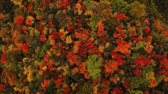 秦岭|秋天的红叶不容错过！但秦岭南麓海拔最高的红叶盛景你见过吗？
