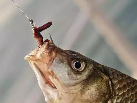 饵料|鱼为什么喜欢吃蚯蚓?专家给出回答,并不是因为蚯蚓的味道