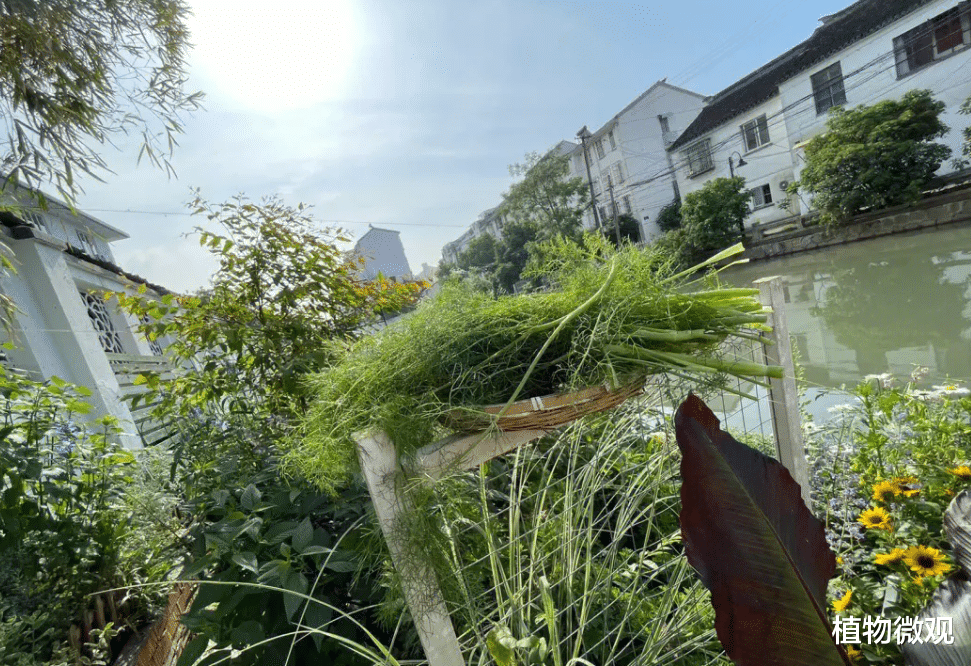 |茴香,又称谷香、野茴香,有4大作用,价值极高,农民朋友要了解!