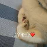 卓子猪猪哟