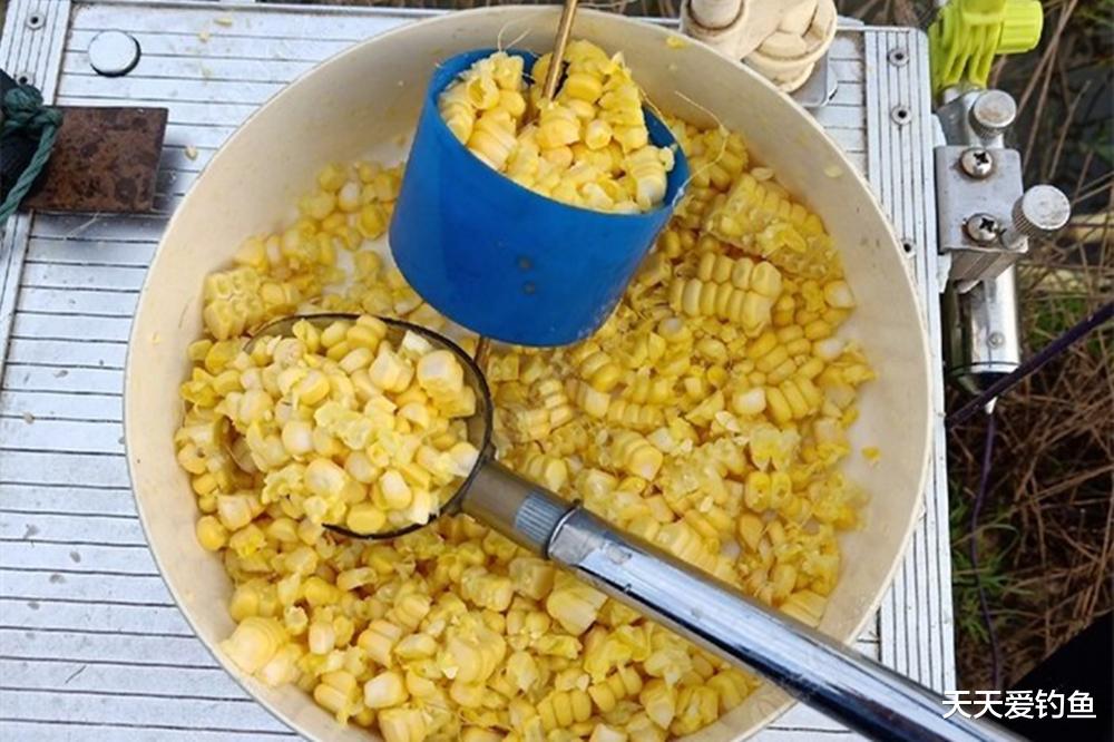 饵料|野钓大鱼,持续聚鱼3大要点,大鱼连竿不断