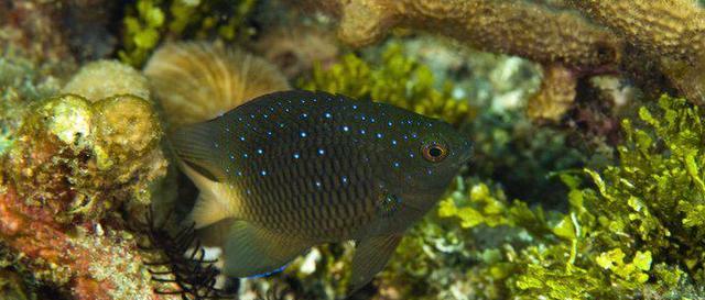 入侵岛屿的老鼠竟能影响海中的珊瑚礁？甚至导致鱼类性格发生变化