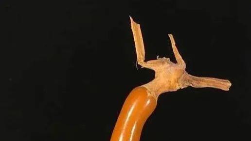 文玩葫芦不挂瓷？