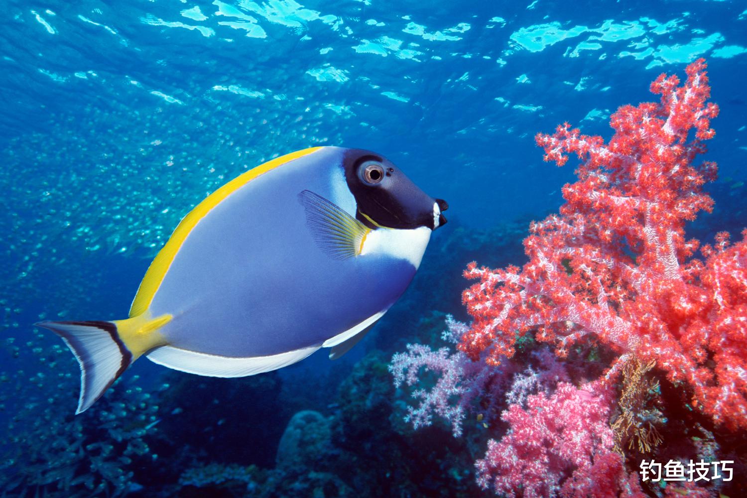 海钓|海钓的常用鱼饵和使用技巧，都是海钓的干货，大幅提高海钓鱼获