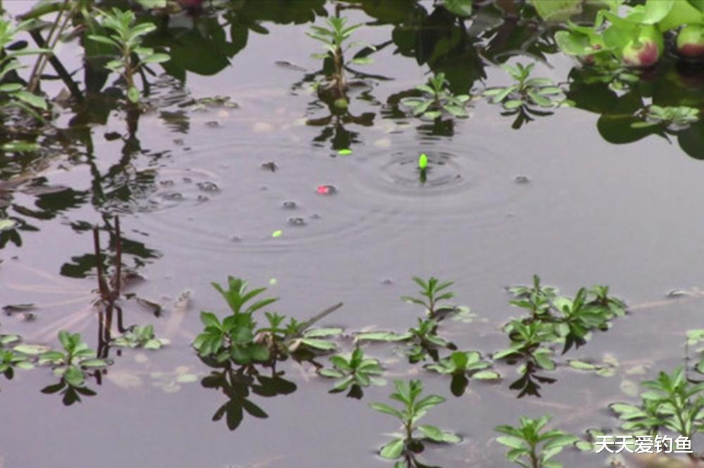 图解七星漂调漂方法，自然水域野钓鲫鱼，这种钓法最是犀利