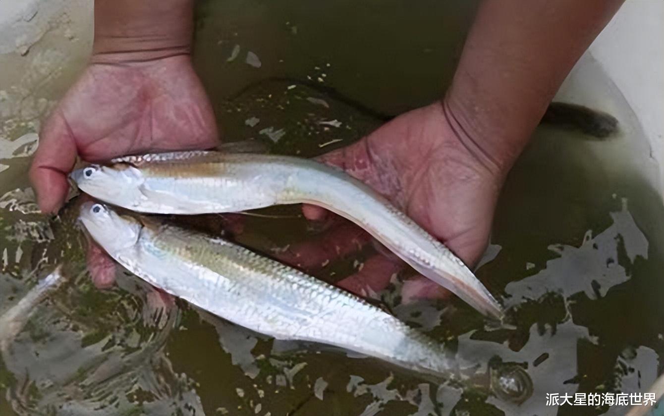 刀鱼|刀鲚:难得一见的刀鲚,有钱也吃不到