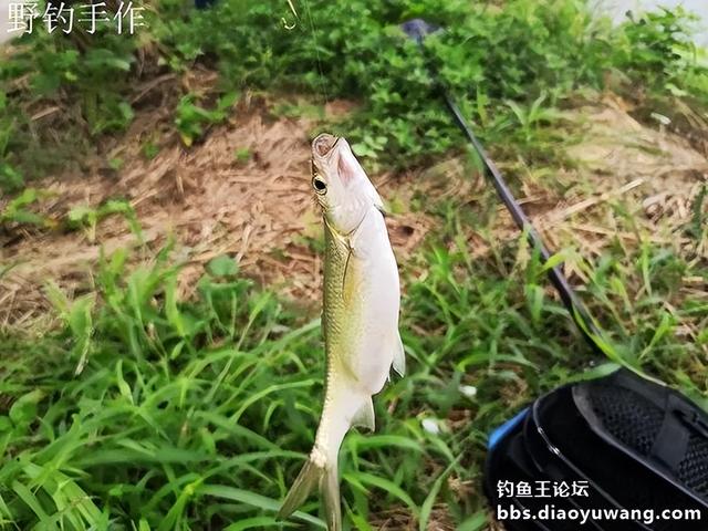 天时地利人和,今晚吃鱼