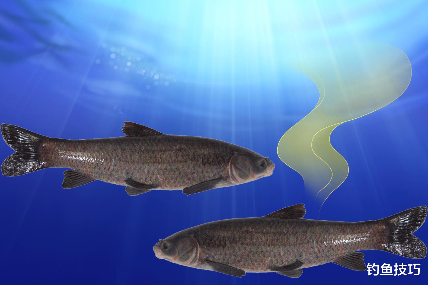 |黑坑青鱼偏口怎么钓?钓黑坑偏口青鱼的技巧和配方