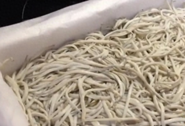 鳗鱼|曾经是猪饲料,现在却被卖到1万一斤,被誉为“西班牙国菜”?