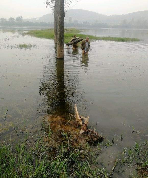 黄骨鱼|春季野钓入水口详解,钓法用好爆护不难
