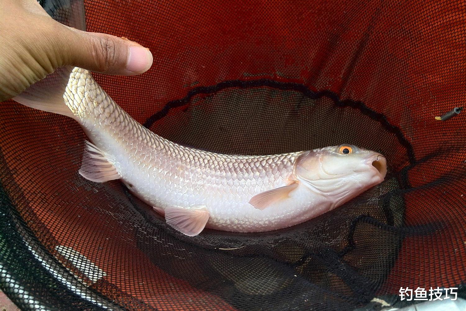 钓鱼技巧|钓黄尾鱼用什么窝料和钓饵?钓黄尾鱼的用饵技巧