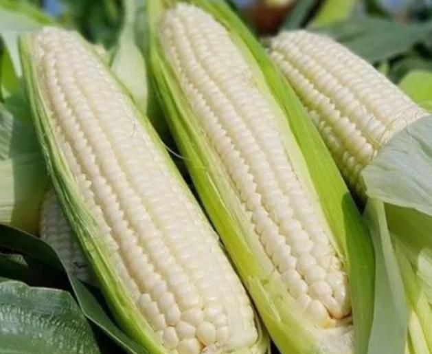 玉米是胃炎的“加速剂”吗?医生:不想胃部癌变,这4物嘴下留情