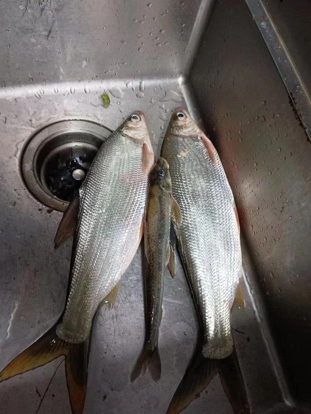 饵料|仲春野钓黄尾攻略，拉力过瘾，这种钓位出鱼