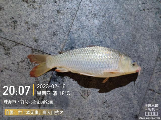 鲤鱼|给鱼尝尝肥宅快乐水，前有花河豚后有靓鲤鱼