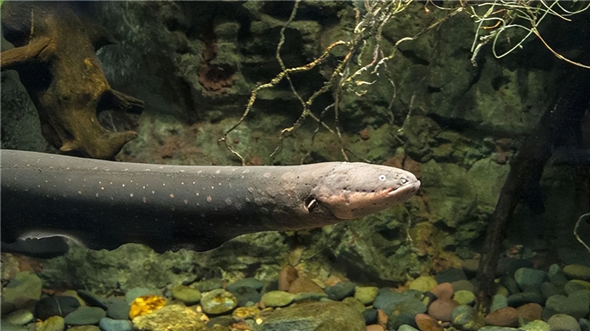 一言不合就开电!带你体验被电的12个瞬间! - 历史资讯(主打网)