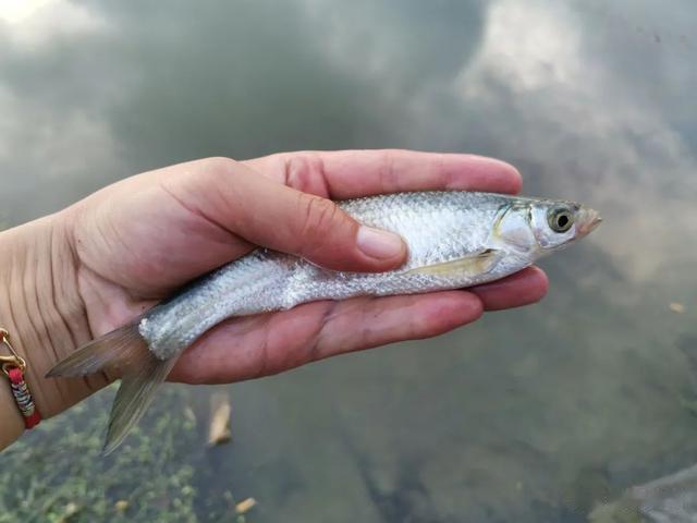 饵料|野钓快速刷白条的方法,一天钓几斤不是问题,拉到手酸!