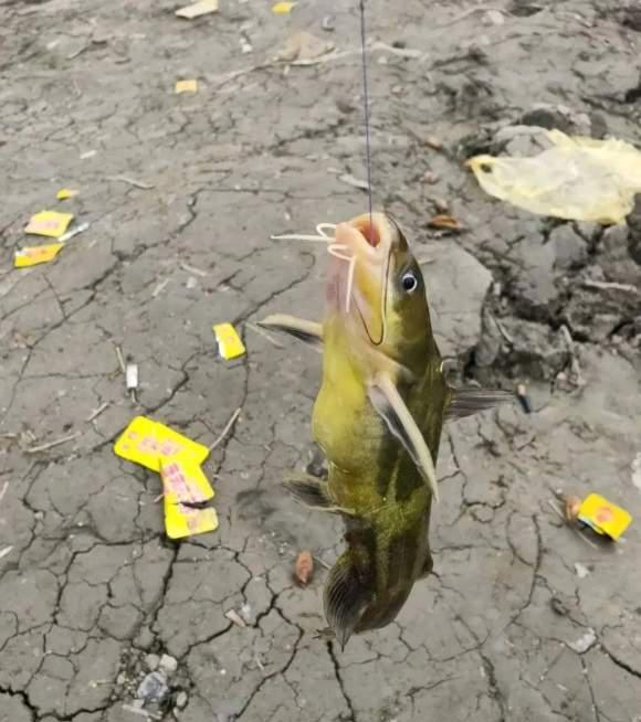 黄骨鱼|春季野钓黄骨鱼全攻略，饵料窝料都简单，但位置重要