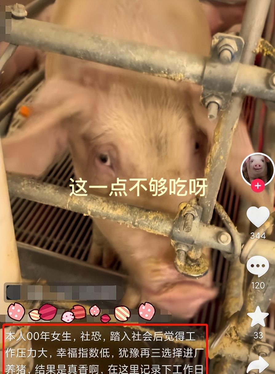 00后|“我找到工作了”，00后社恐女大学生进厂养猪，五险一金底薪4000